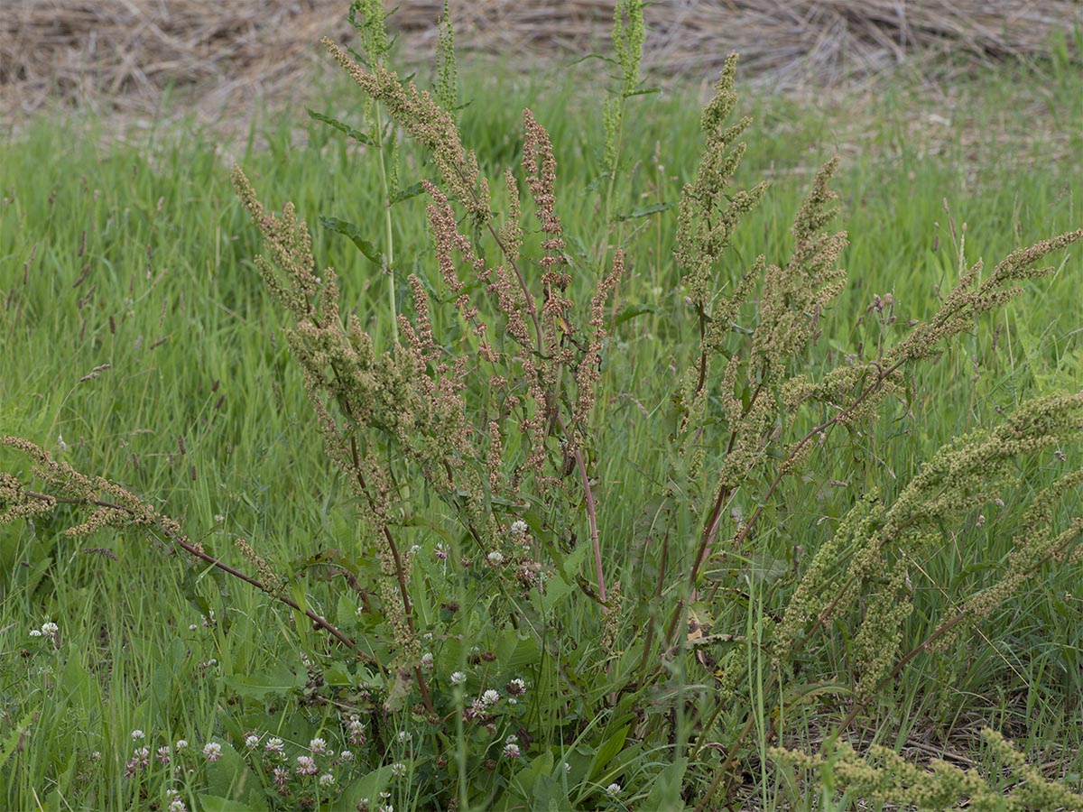 Rumex crispus